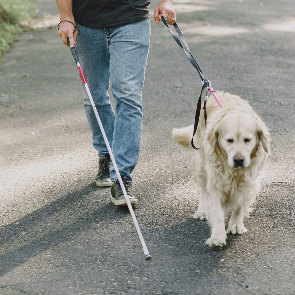 Tongkat Jalan Aluminium Alloy  - Trekking Poles ulasan dan harga